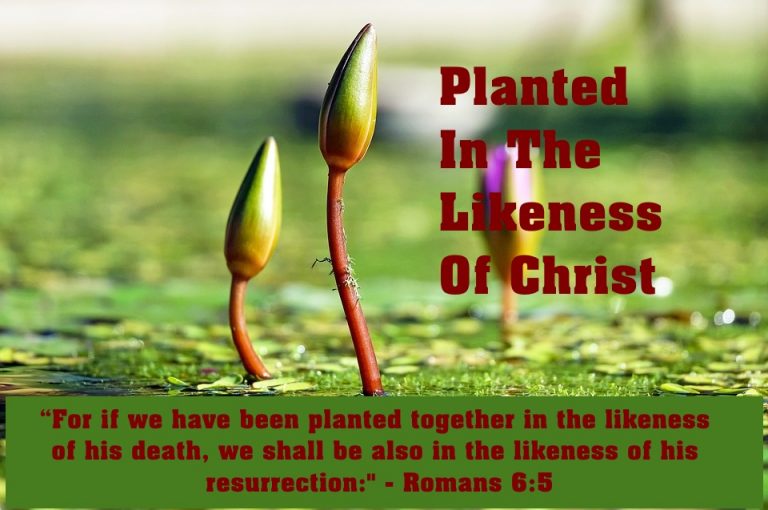 planted-together-in-the-likeness-of-christ-i-m-following-jesus